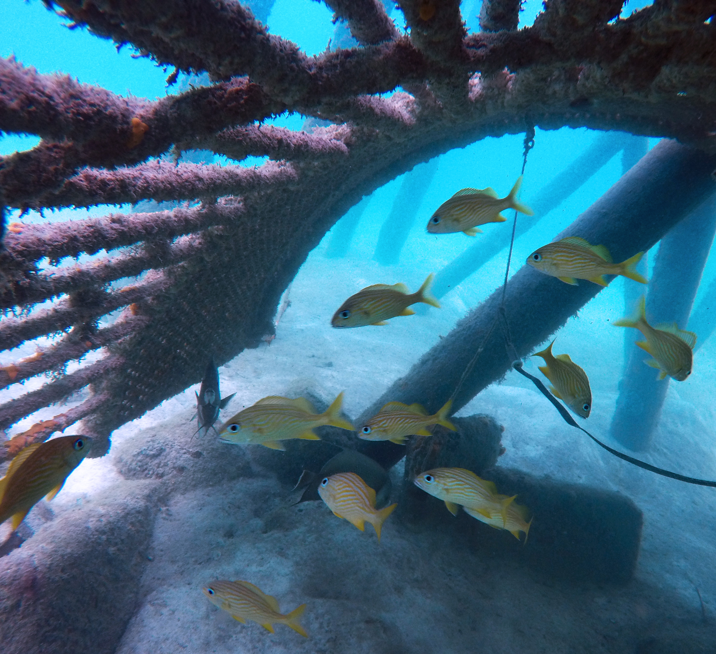 Underwater Reef Units